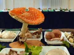 Az elmaradhatatlan díszgomba