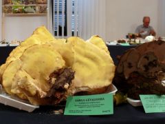 Két nagyméretű gombánk