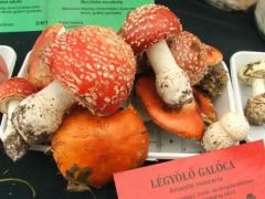 Amikor a pöttyök lemosódtak...