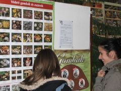 Előtérben a védett gombák