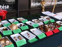 Közepes élőgomba fajszámmal kezdtünk