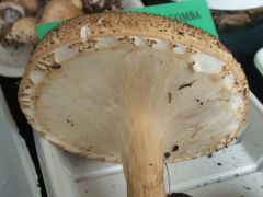 Ahogy ritkán látjuk...