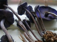 Lila szépségeink, ahogy Gizus látta