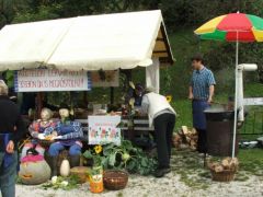 Mindenfelé szilvalekvár főtt