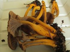 Tölcséres rókagomba - mi is kirakodunk