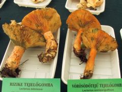 A rizikék még korainak számítanak