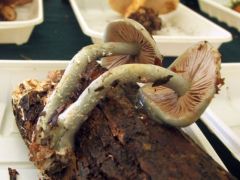 Kékeszöld harmatgomba