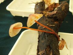 Sárgatejű kígyógombáink mutatósak voltak