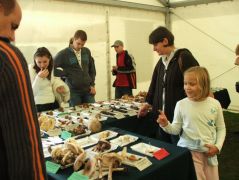 Körbe jár a kislányka - minden érdekli