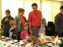 Megilletődötten - ilyen sokféle gomba létezik?