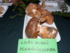 Ilyet sem láttunk eddig!