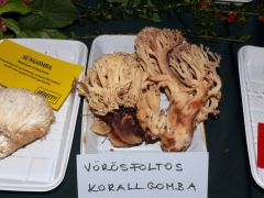 Idén azonosítottuk először