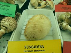 Süngomba, a rosszkor hozott védett...