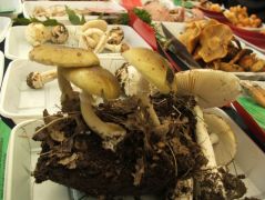 Példa a gyilkos galócák gyakoriságára