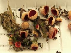 Osztrák csészegomba - ezek már élők!