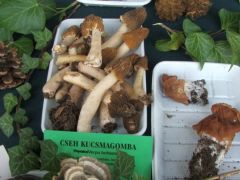 Cseh kucsmagomba - alig találtunk belőlük