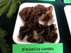 Júdásfüle gomba