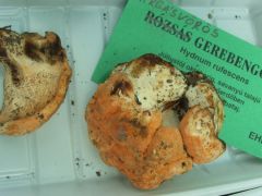 Sárgásvörös gereben