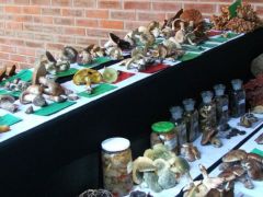 Egy asztal, két pad tele gombával - itt vagyunk!