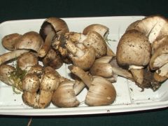 Ráncos tintagomba, a "tintások" figyelmébe