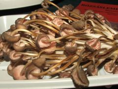 Rózsáslemezű kígyógomba