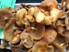 Ízletes tőkegomba - délelőtt szedték