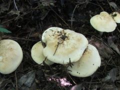 Hazafelé - a májusi pereszkék megvártak...