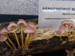 Csak a szépsége okán...