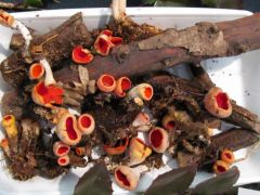 Mindenki megcsodálta - hol terem ilyen?