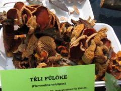 A téli fülőkét már inkább ismerik