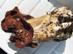 Papsapkagomba, összehasonlításként