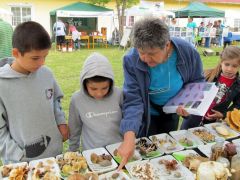 Ezek fenyőtobozból nőttek, látod?