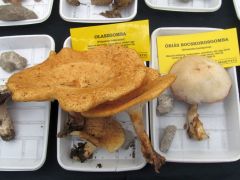 Azért szedtük, hogy ilyet ne szedjetek!