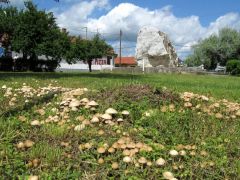 Élőhelyi bemutató a sátorok mögött