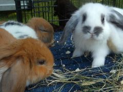 Az állatsimogató sztárjai