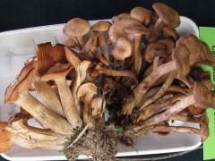 Még csoportos tuskógomba is előkerült!