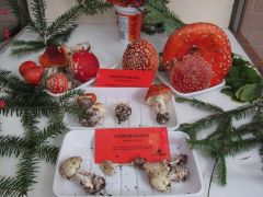 Galócáink, külön vitrinben