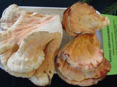 Majd` egész évben találtunk belőle