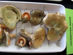 Rizike, ha csak lucfenyvesi is...