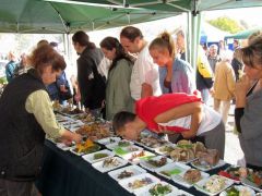 Érzékszervi vizsgálat...