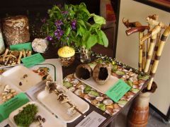 Gombák és túrabotok