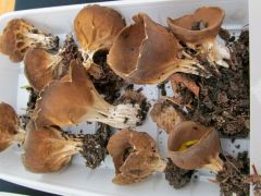 Bordás serleggomba sereglet