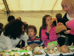 Lengyel tomácsunk és a taplósipka