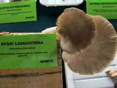 Nyári laskagomba a szomszéd tűzifájáról!