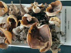 Délutánra minden spórájukat elszórták