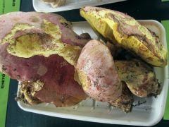 Királytinórú - még nem védett