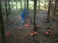 Mintavétel a kiállításra