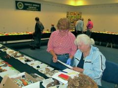 Háttérmunka - cédula a pókhálósgombáknak