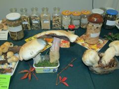 A fagyasztó nélküli világból...