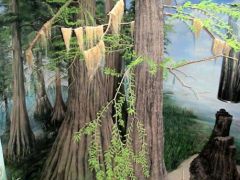 Féltett ritkaságok, az ősi mocsári ciprusok